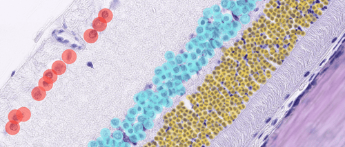 6 steps to creating your own veterinary pathology AI model